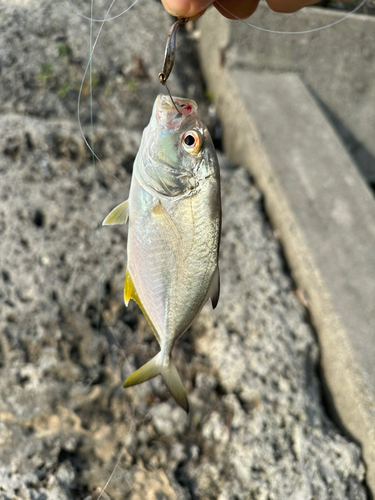 メッキの釣果