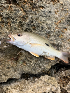 イッテンフエダイの釣果