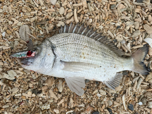 チヌの釣果