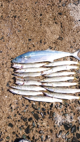 カマスの釣果