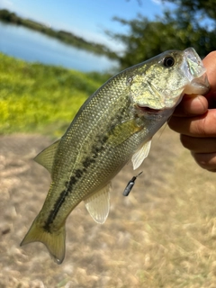 ラージマウスバスの釣果