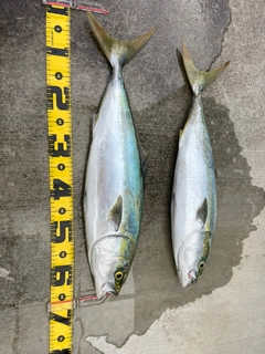 ワラサの釣果