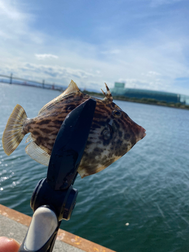 カワハギの釣果