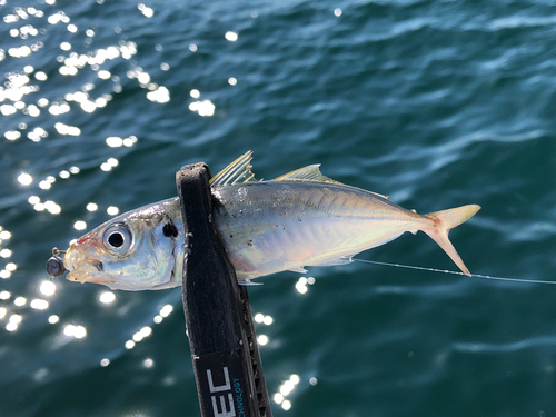 マルアジの釣果