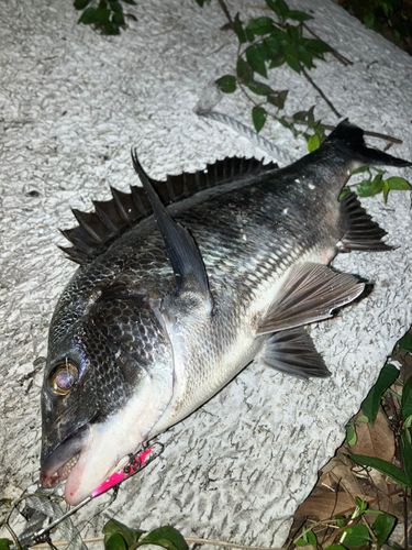 クロダイの釣果