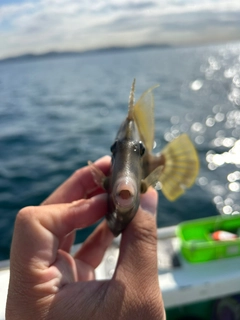 カワハギの釣果