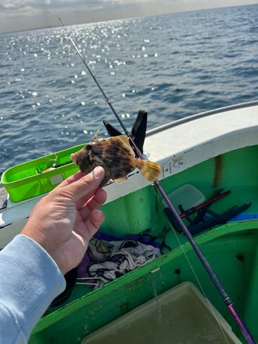 カワハギの釣果