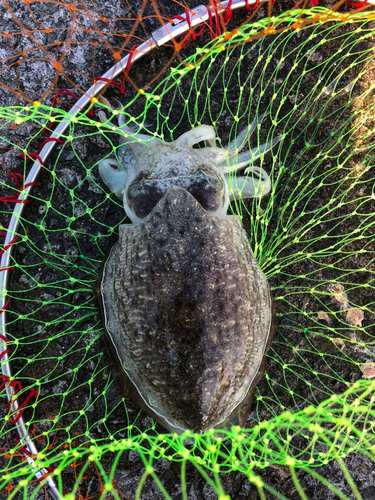 コウイカの釣果