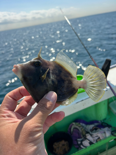 カワハギの釣果