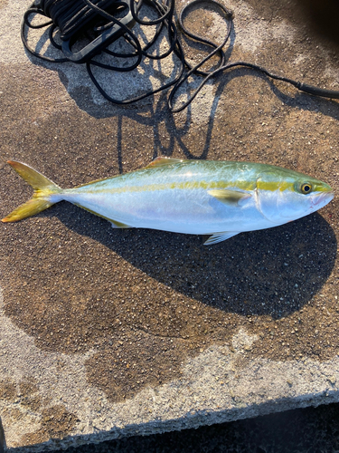 ハマチの釣果