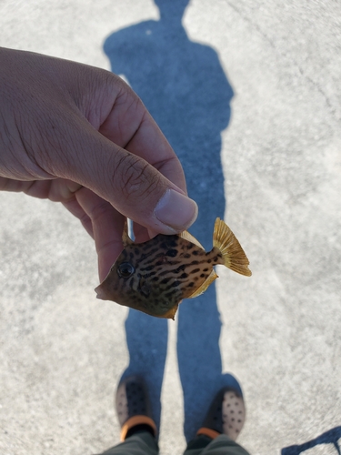 カワハギの釣果