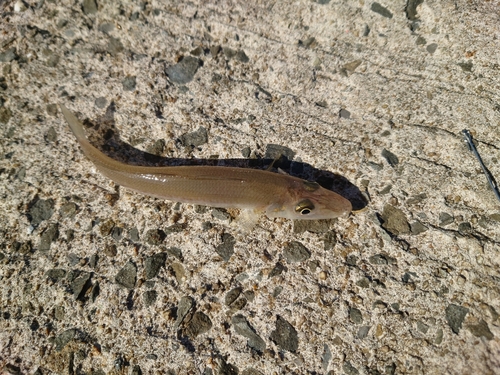 キスの釣果