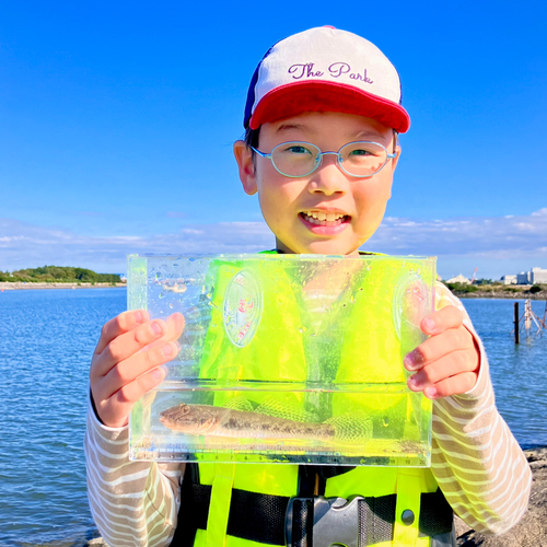 マハゼの釣果