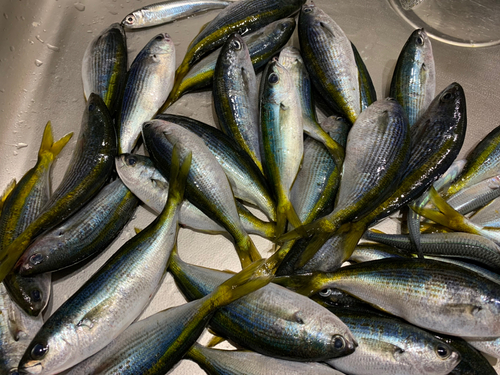 タカベの釣果