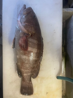 マハタの釣果