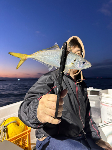 マアジの釣果