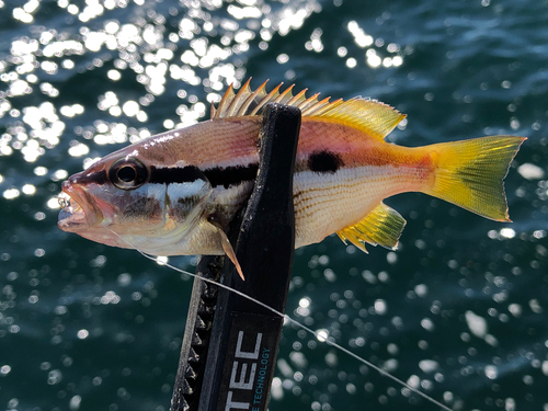 ヨコスジフエダイの釣果