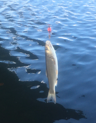 ウグイの釣果