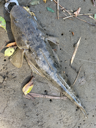 マゴチの釣果