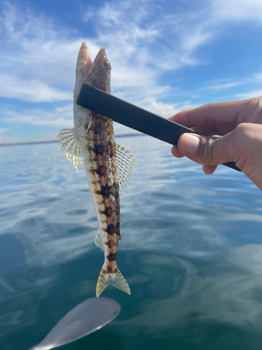 エソの釣果