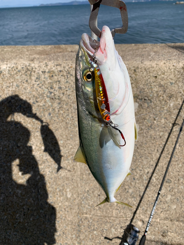 サゴシの釣果