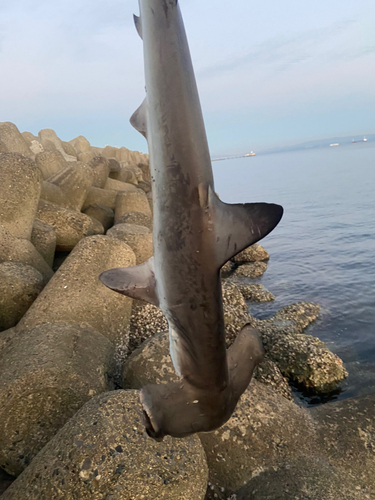 シュモクザメの釣果