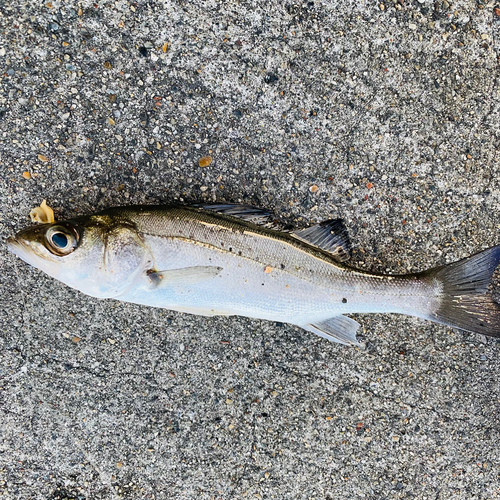 セイゴ（タイリクスズキ）の釣果