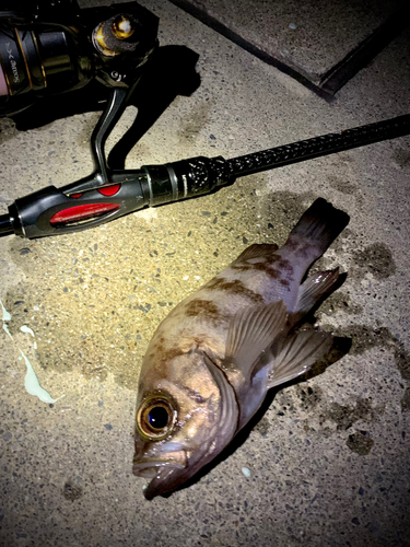 シロメバルの釣果