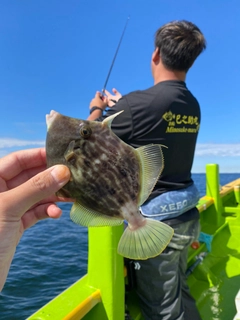 カワハギの釣果