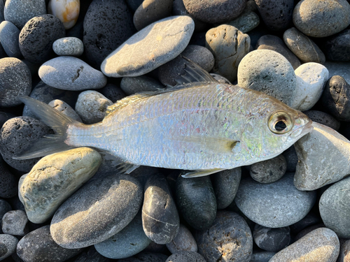 ホシミゾイサキの釣果