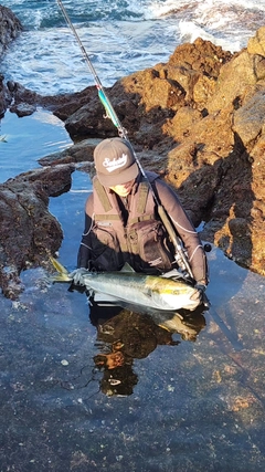 ヤズの釣果