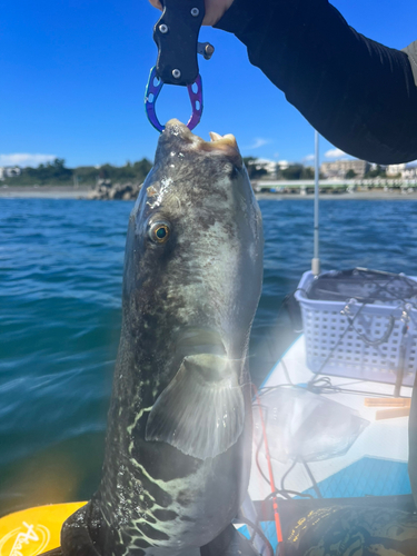 トラフグの釣果