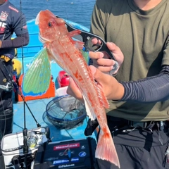 ホウボウの釣果