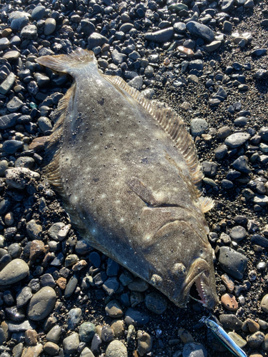 ヒラメの釣果