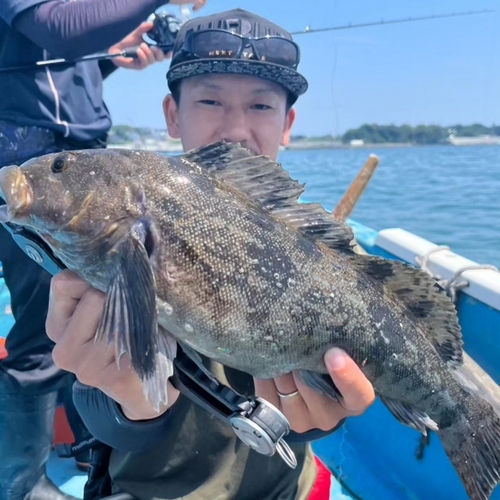 アイナメの釣果