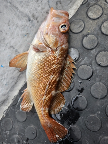 ガヤの釣果