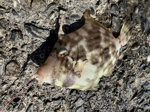 カワハギの釣果