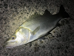 セイゴ（ヒラスズキ）の釣果