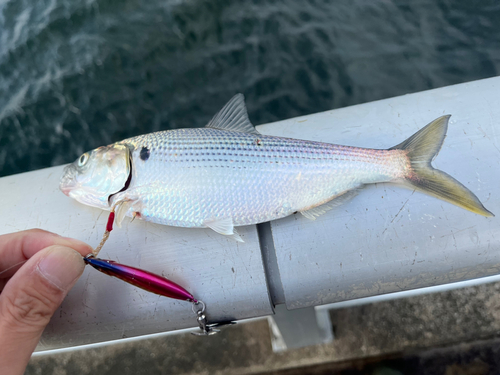 コノシロの釣果