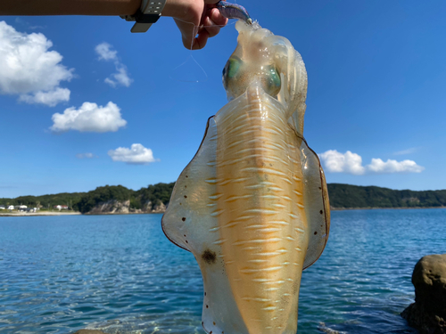 アオリイカの釣果