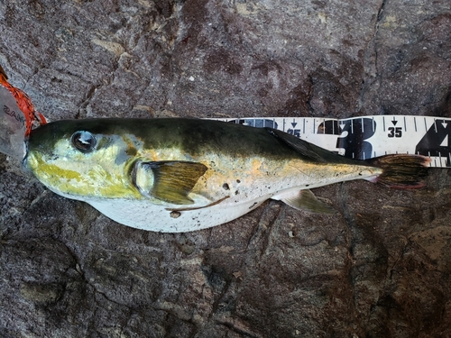 クロサバフグの釣果