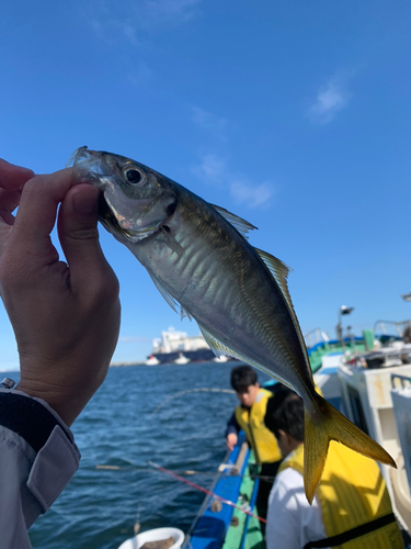 マアジの釣果