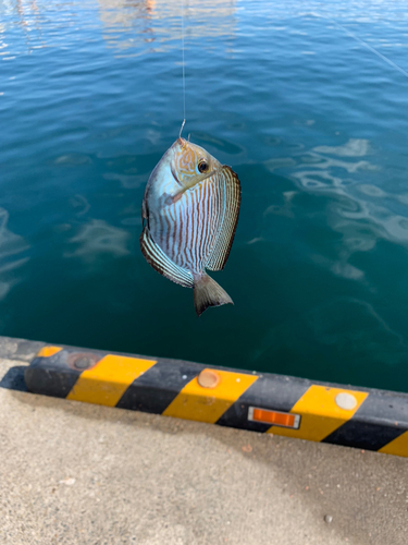 ニザダイの釣果