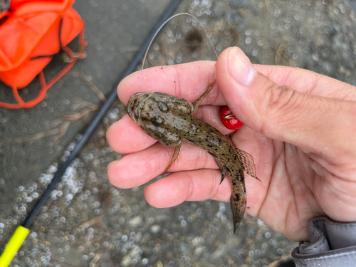 ハゼの釣果