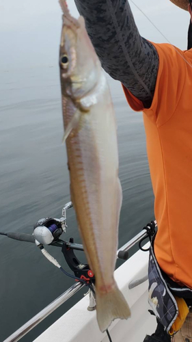 キスの釣果