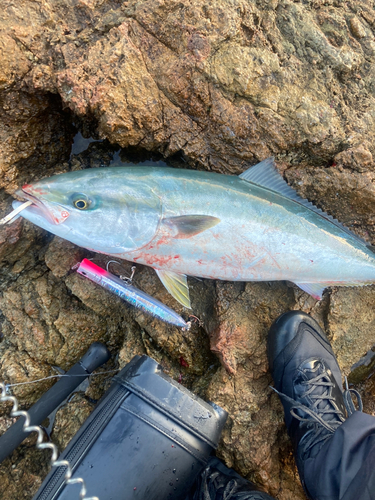 ヤズの釣果