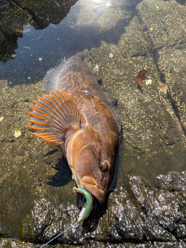 アイナメの釣果