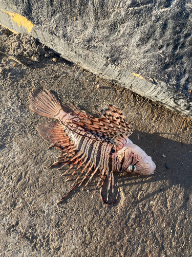 ミノカサゴの釣果