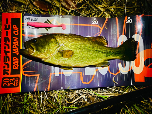 ブラックバスの釣果