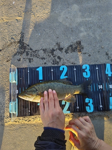 スモールマウスバスの釣果